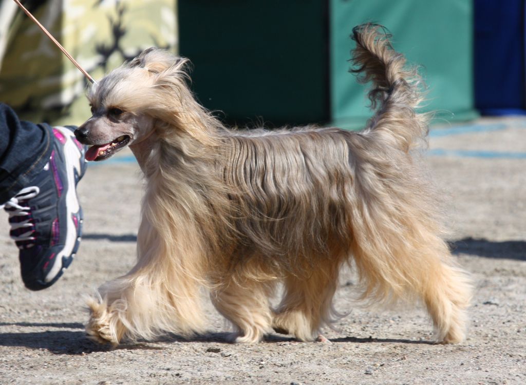 Candy Queen's King Kool