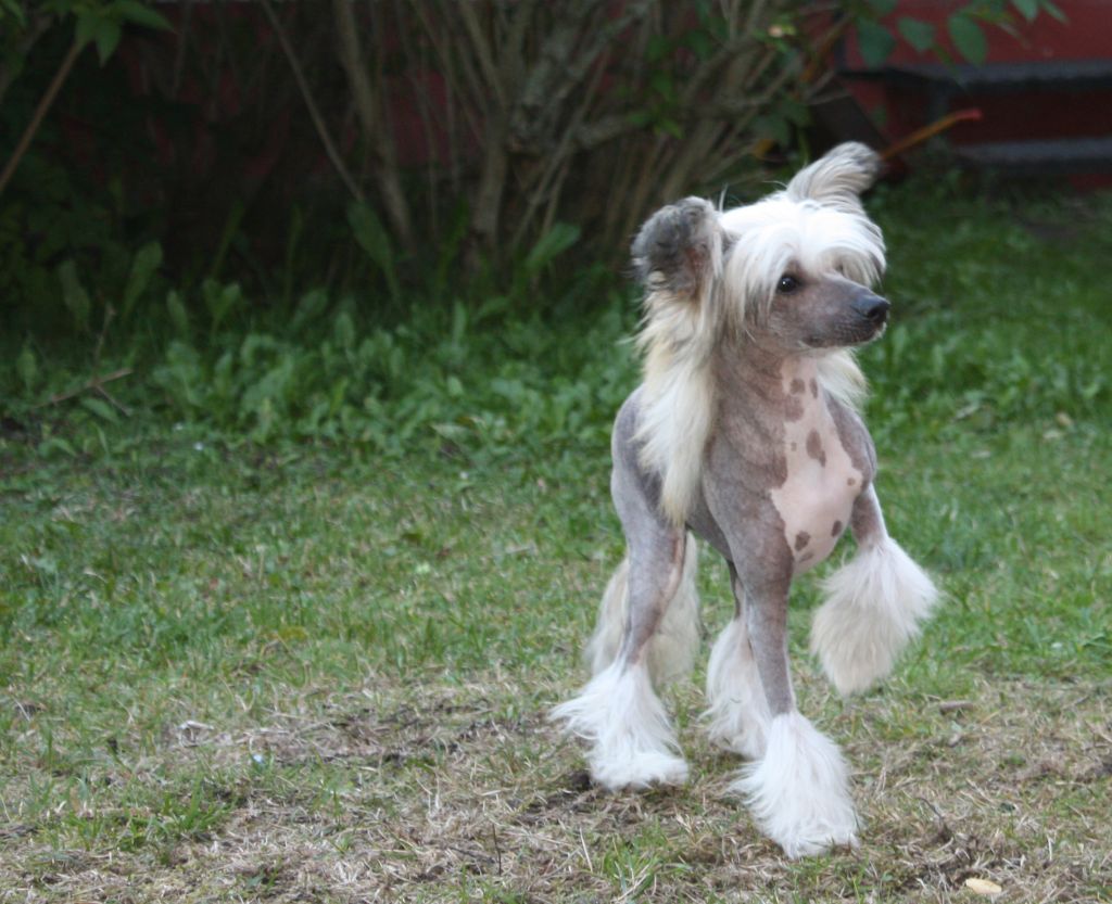 Candy Queen's King Kosmos