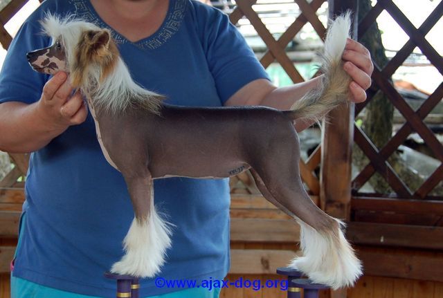 Harizma  iz Jablonevogo Sada