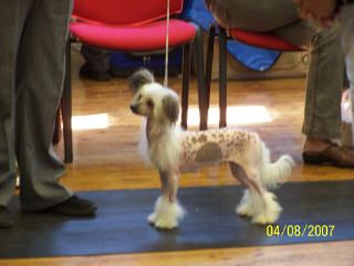 Sophijace Wishful Thinking