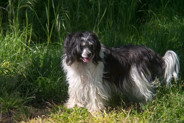 Be My Dog's Hirkani