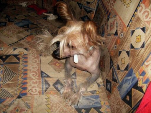 Be My Dog's Hurly Burly Girl