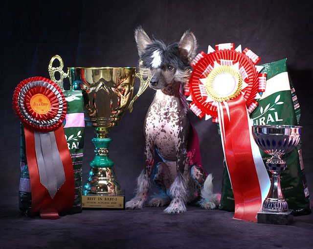 Zlato Dinastii Gren de Bote