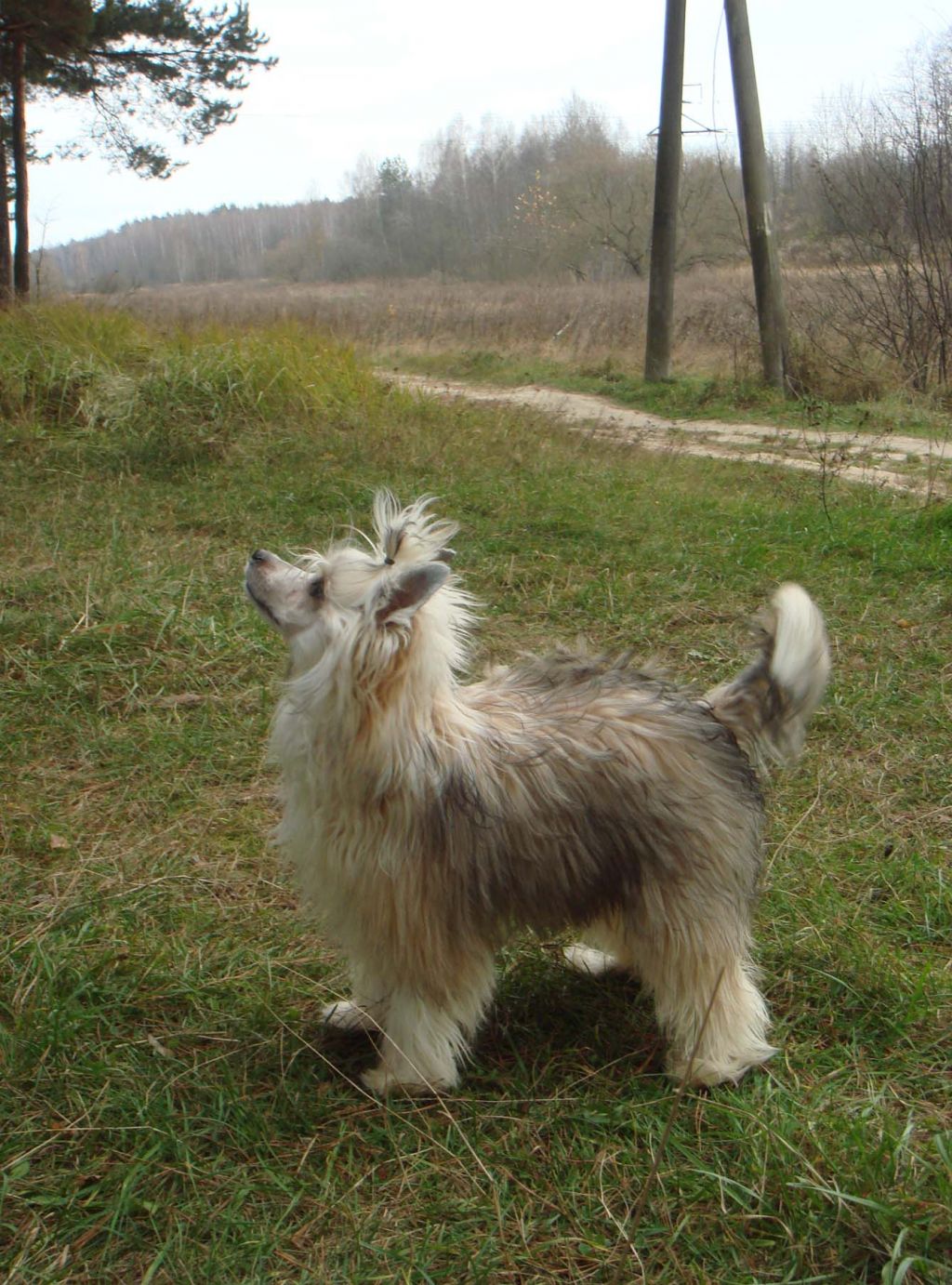 Bassilea Bonus Westtai