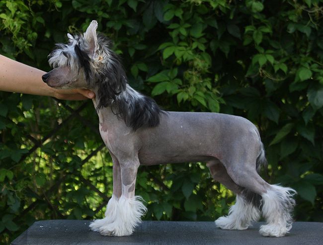 Flagstones Brand Pony