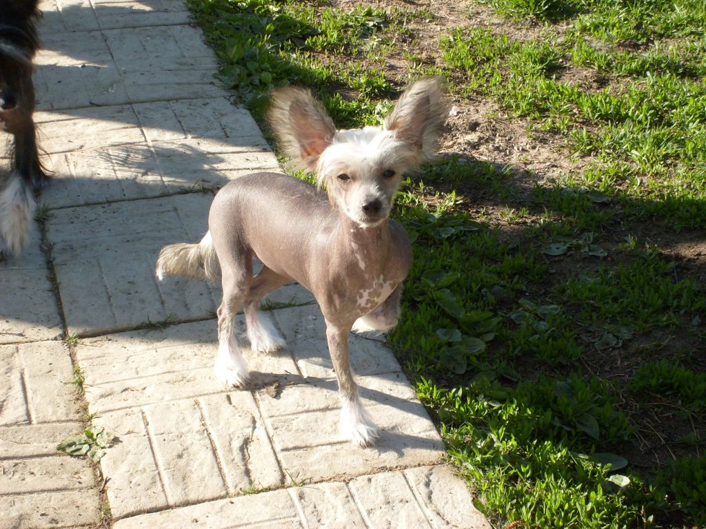 Sparrishoop Dark Angel