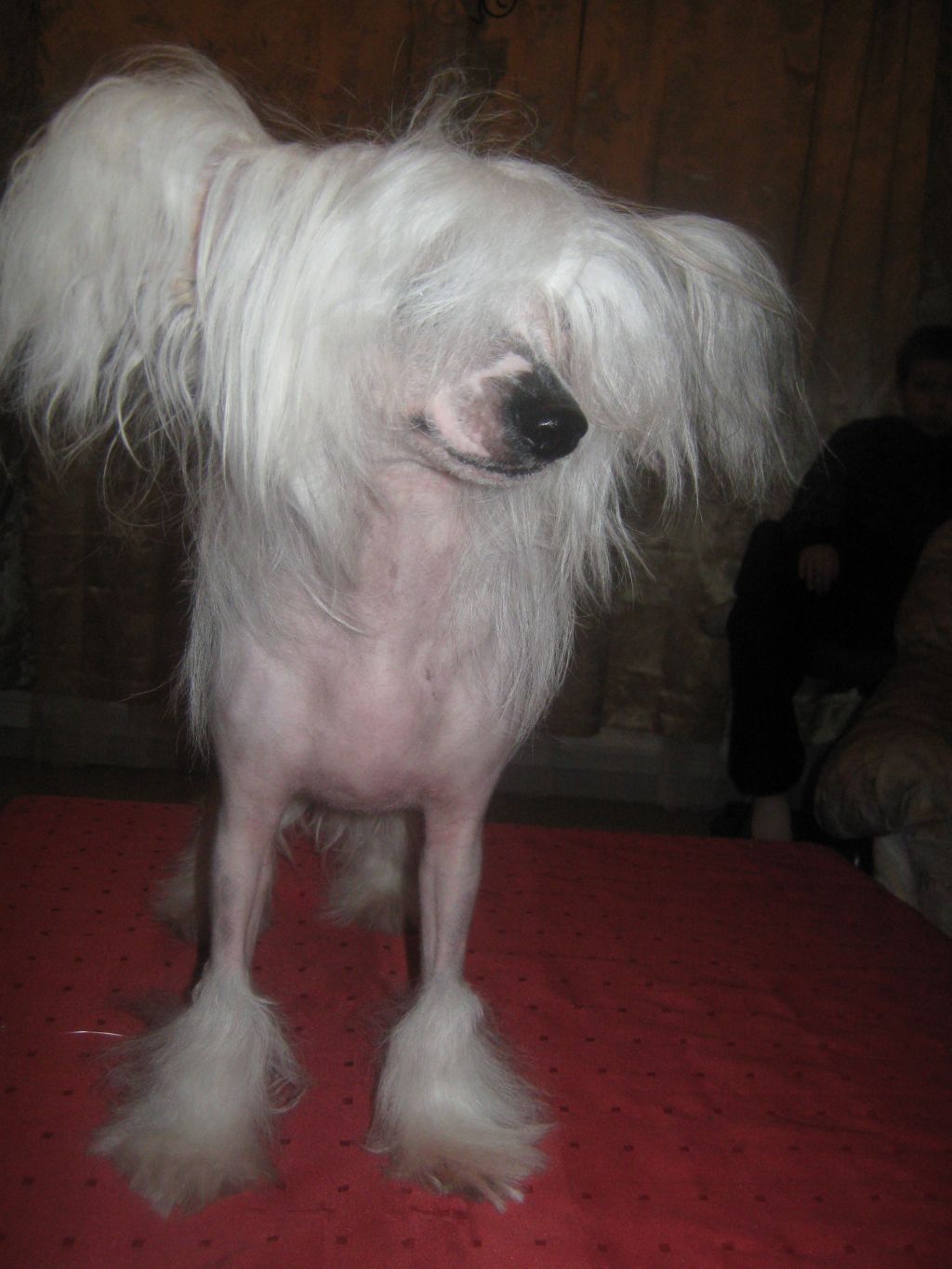 Sparrishoop Like An Angel