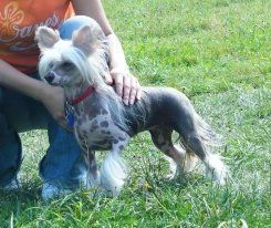 Blackberry Brillant Sun