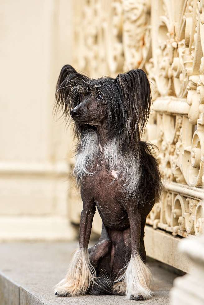 Altoria Peto Rose of Silesia