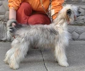 Ars Amandi Rose of Silesia