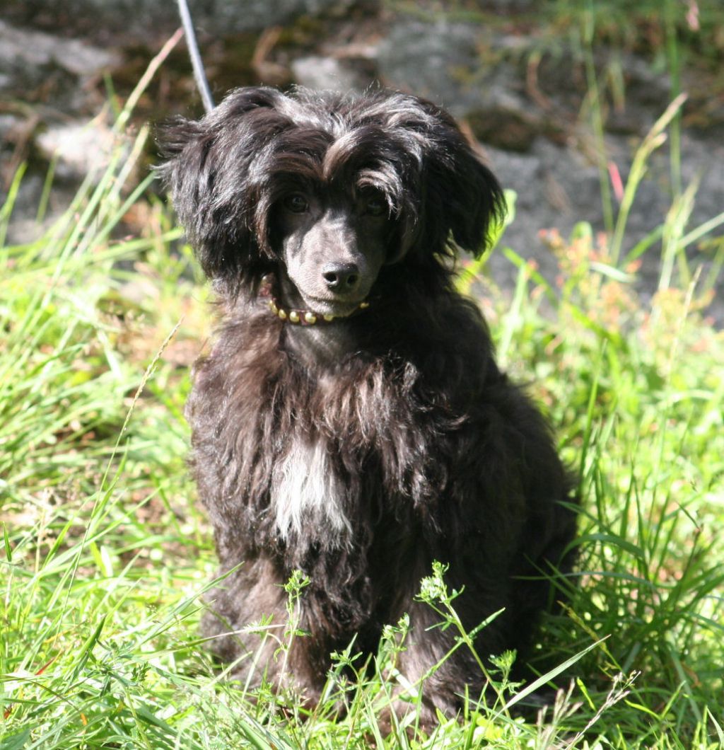 Westgrove Star Of Africa