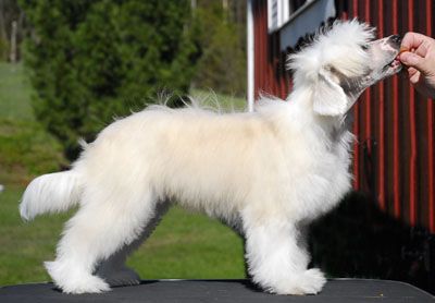 Princess Leia's Crocodile Rock