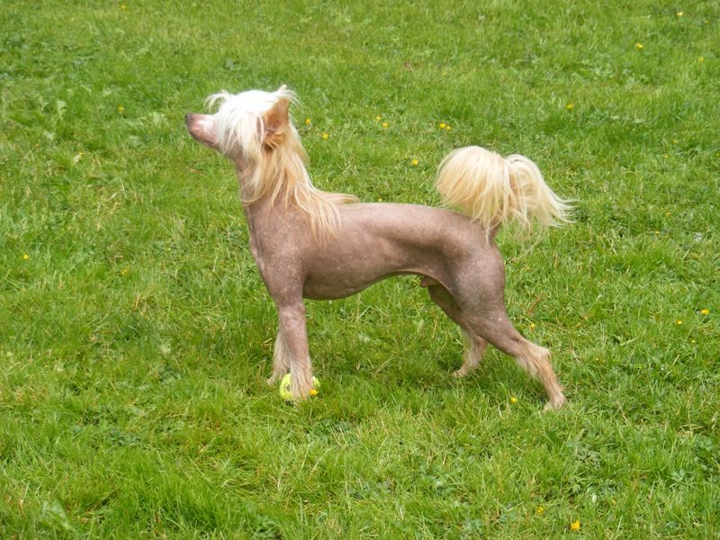 Diamonds Spin Me a Dream