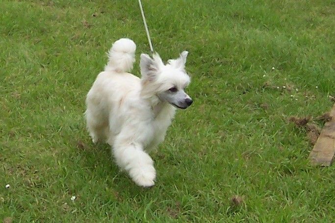 Cresties Golden Rod by Ionadiva