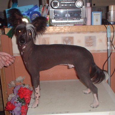 Cresties Shaded Beech by Ionadiva