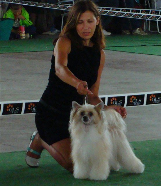 L'Pasodoble Golden Diamond