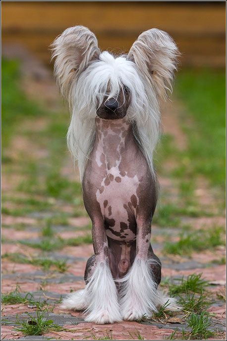 Dogland Happy Rainbow