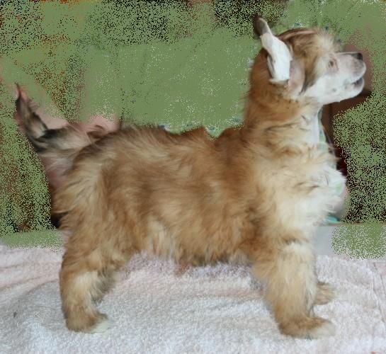 Tiana To Avrina De GabriTho