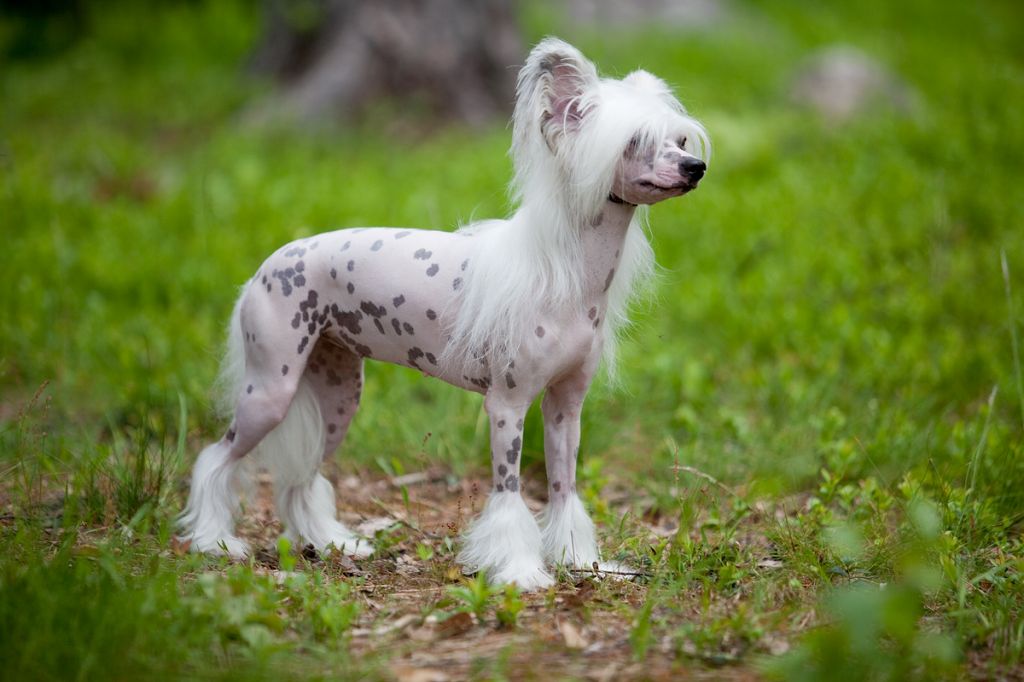 Zorrazo Jadis the Witch