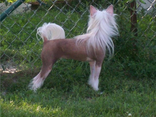 Dizzy Dollies Tsia Mai