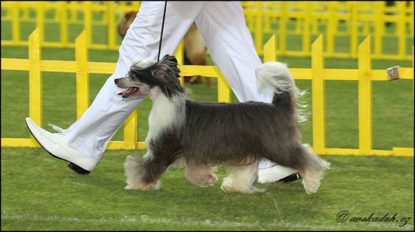 Zorrazo Laguna Police