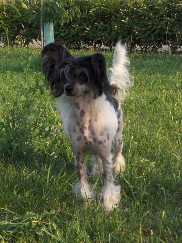 Zorrazo Lightbringer