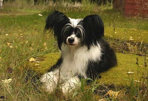 Zorrazo La Femme Nikita