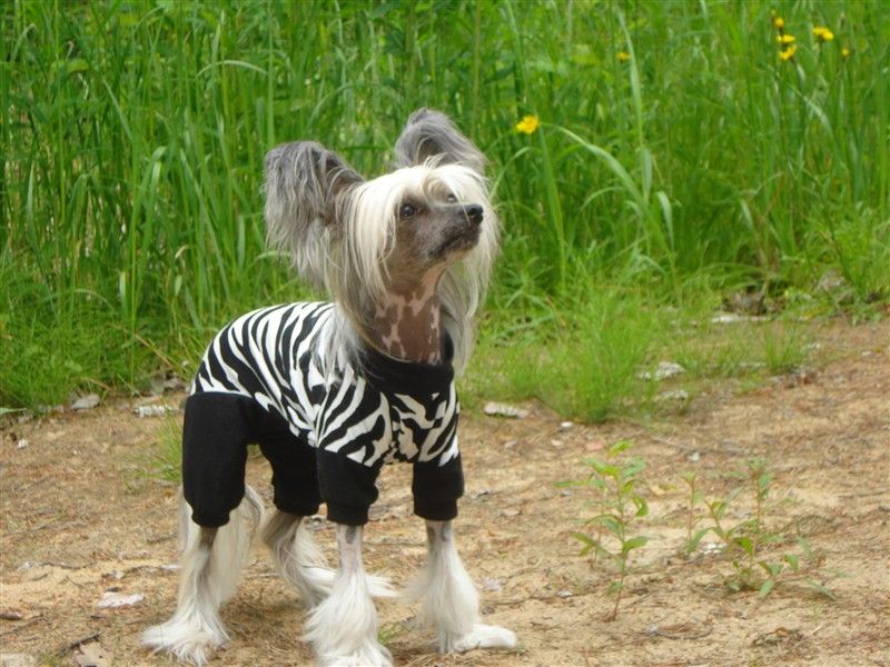 Crested Starz Nightwish