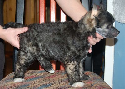 Princess Leia's Knivhuggarrock