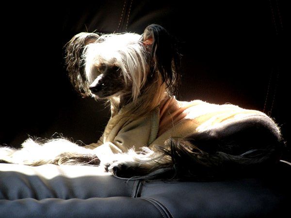 Orero Lovely Atty-Vanil