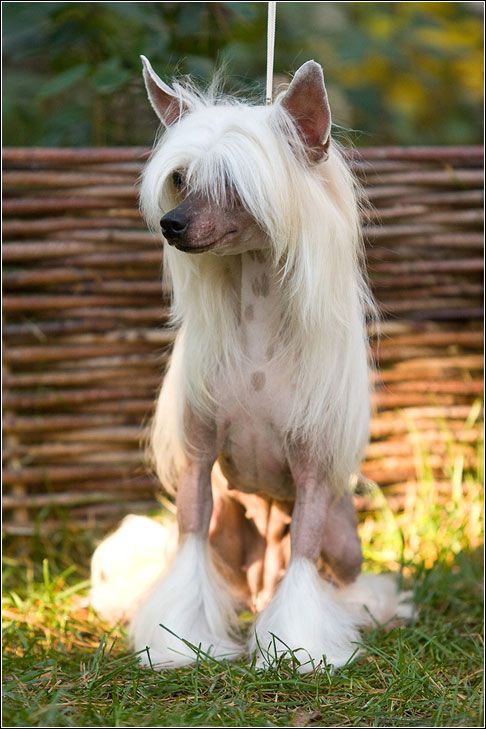 Dogland Happy Uma Turman