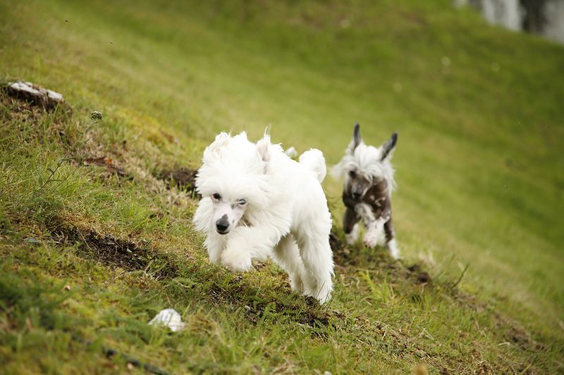 Sørperlas i'm in love