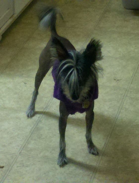 Gaea's One For The Gipper