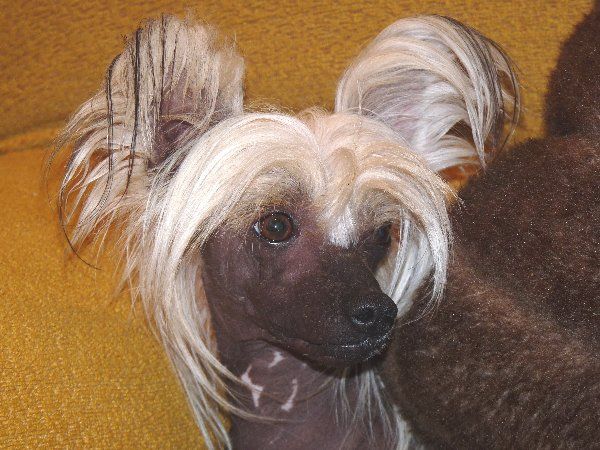 CH. My Fair Lady Della Castafiore