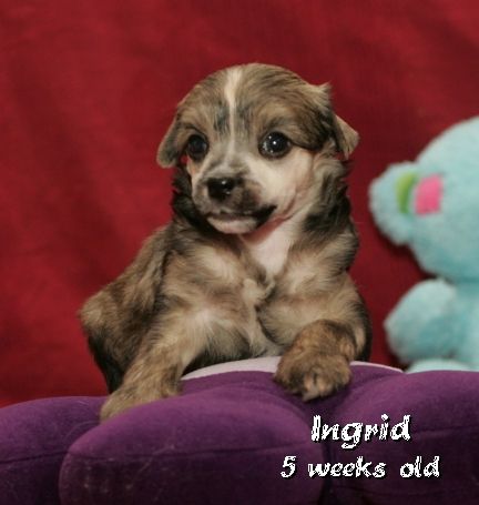 Casablanca della Castafiore