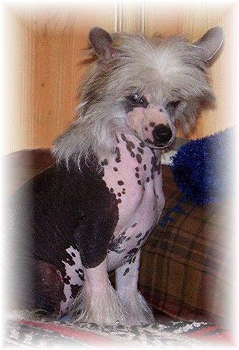 Backdrafts Queen Of The Night