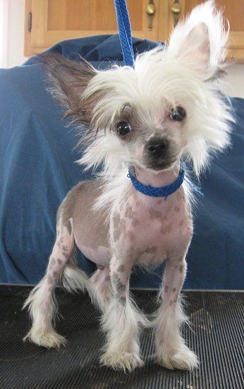 Nocturnal Hope in Hell-o Gardine