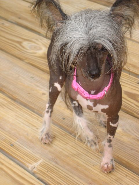 blancho  princess paris