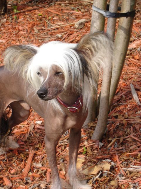 breeze max