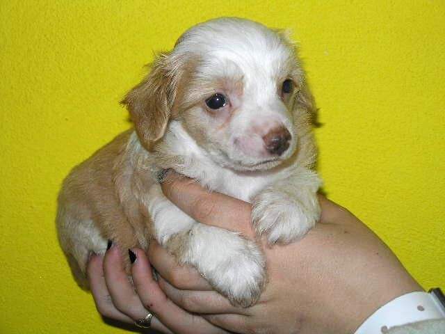 Belshou ze Shetlandu