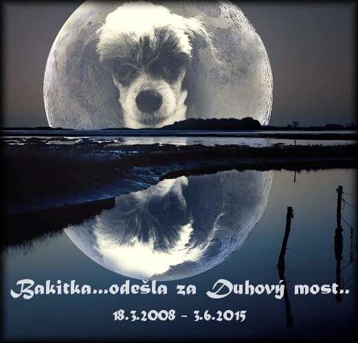 Bakita Bonnie ze Shetlandu