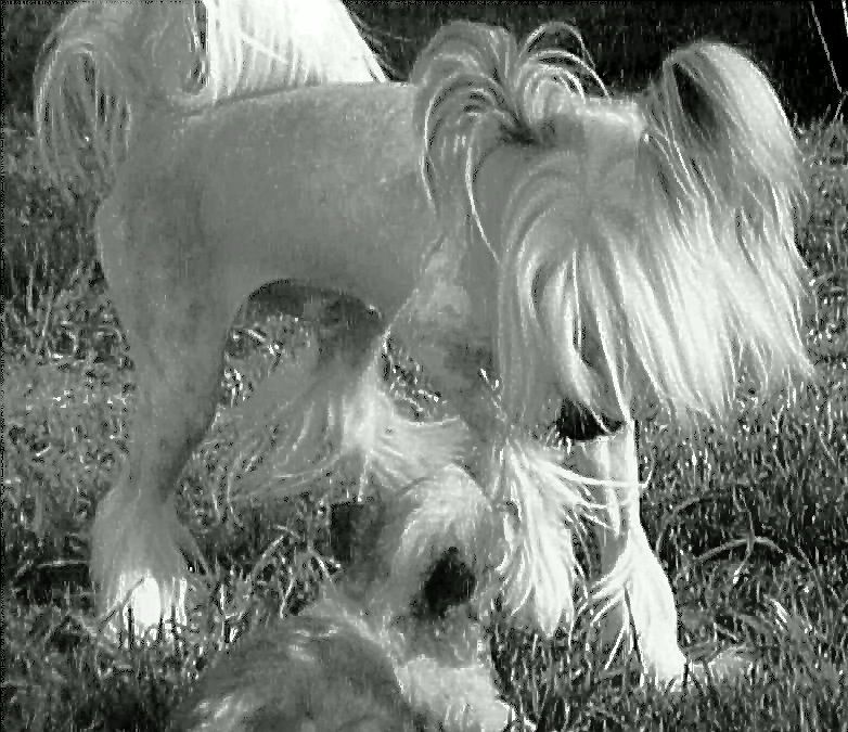 Silver Bluff Dark Side Of The Moon