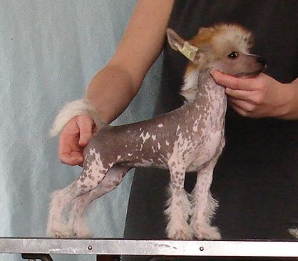 Chianti Amore Sua Sponte