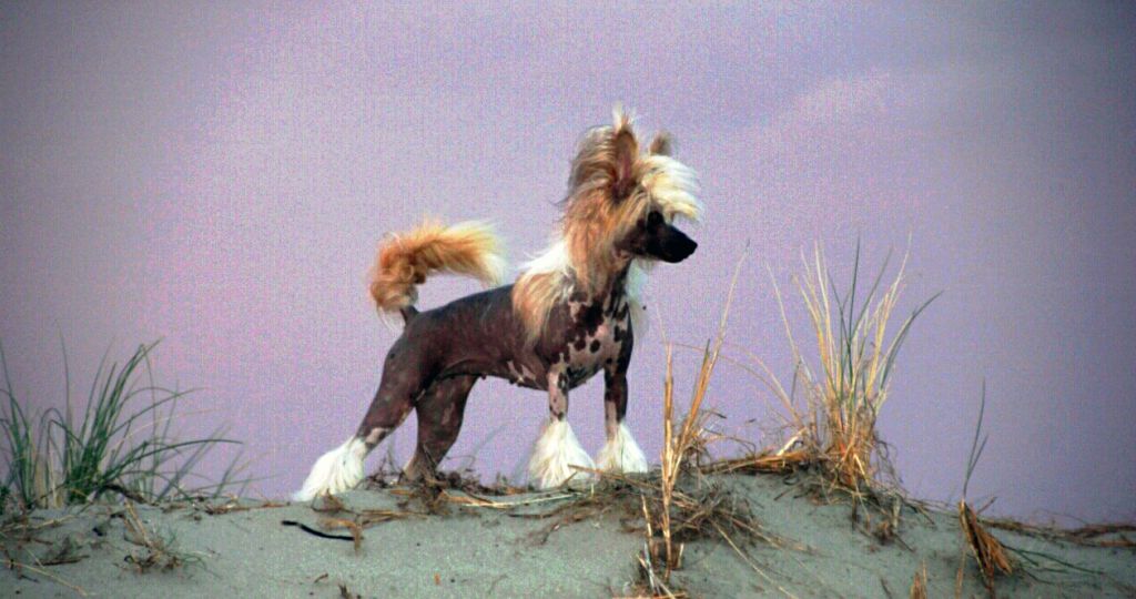 Luxvch Bech Nlch Chardonnay Sua Sponte