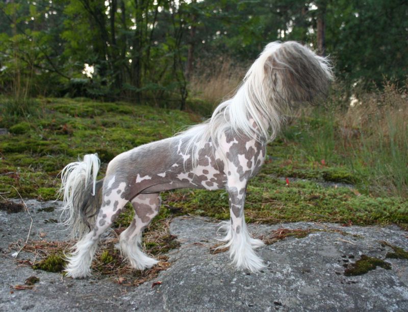 Joyway's Xtraterrestrial