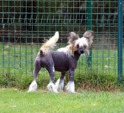 Oriental Jokes Dare to Dream