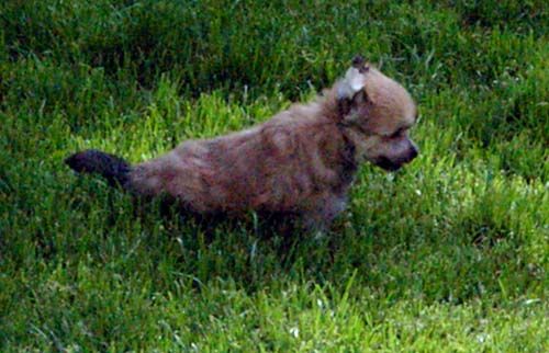 Oriental Jokes Darling