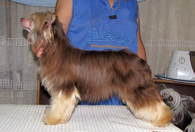 Bi-Lav Plus Obiknovennoe Chudo