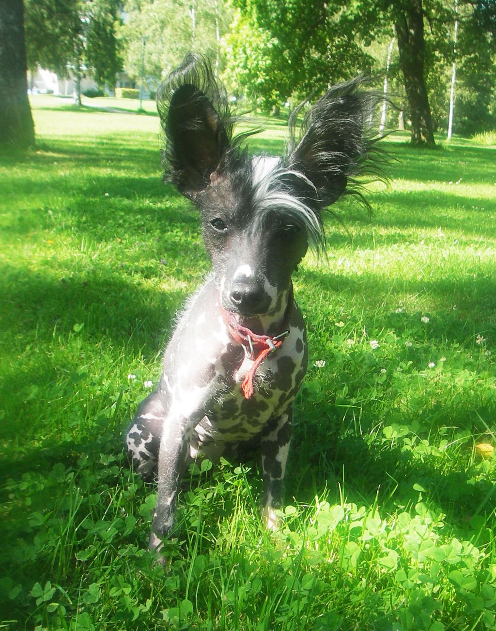 Dogs of Dark Circolo Laverda