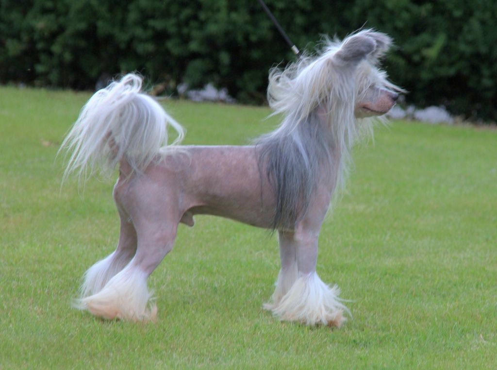 Krysolit Don Juan De Barko